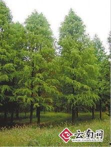 杉的资料,绿色家园的守护者与生态平衡的维护者